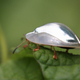 Illustration for article titled When a cockroach is made of silver